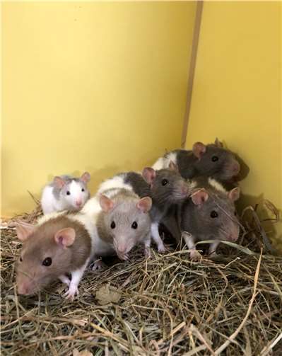 Wer hat ein Herz für Detlef und Kajo? Die Ratten Mahila, Majandra, Manika, Manisha, Manju, Manjula, Mira und Mula. Fotos: Tierheim Andernach