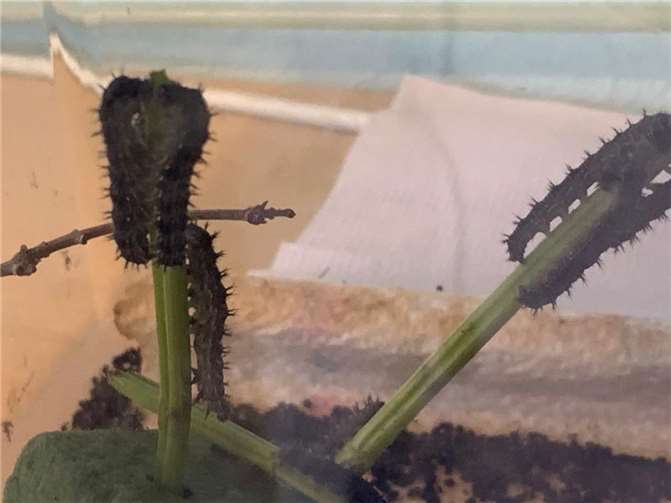 Die Raupen. Fotos: privat