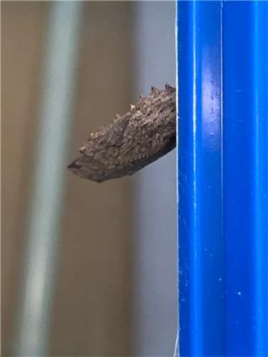 Die Raupen haben sich verpuppt.