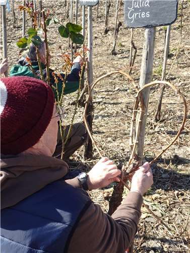 Die Reben werden zum Moselherz gebunden. Foto: privat