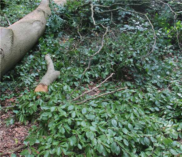 Die Rheinruhe riss zusätzlich zur Coronapandemie ein erhebliches Loch in den Haushalt 2020.