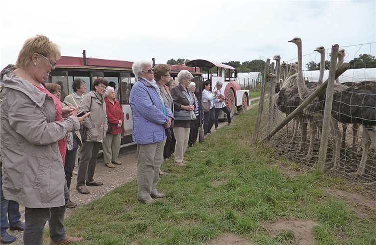 Die Riesenvögel ließen sich aus nächster Nähe betrachten. privat