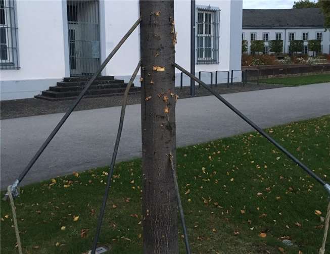 Die Rinde der zur BUGA gepflanzte Kaiserlinde mit Eisenstangen wurde erheblich beschädigt. BUGA-Freunde Koblenz