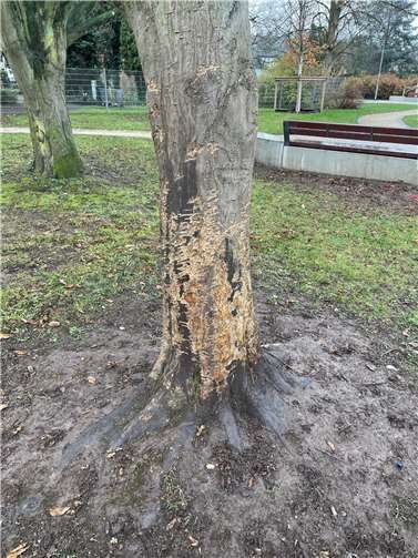 Die Rinde von zwei Bäumen im neuen Grünzug Neuendorf wurde stark beschädigt. Ob sie dies überleben, ist noch unklar.  Foto: Stadt Koblenz / Lena Hörsch