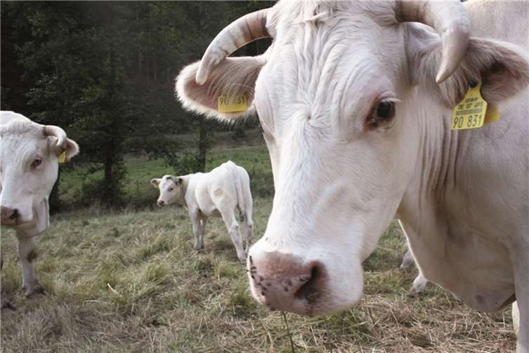 Die Rinder haben sich als fleißige Helfer erwiesen, sie fressen das Springkraut wegen der Süße gern.