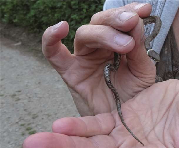 Die Ringelnatter ist sehr gut an den beiden typischen halbmondförmigen hellen Flecken am Kopf zu erkennen.