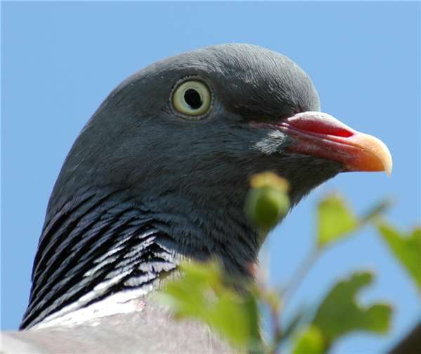 Die Ringeltaube – Zugvogel mit erstaunlicher Orientierungsleistung Foto: privat