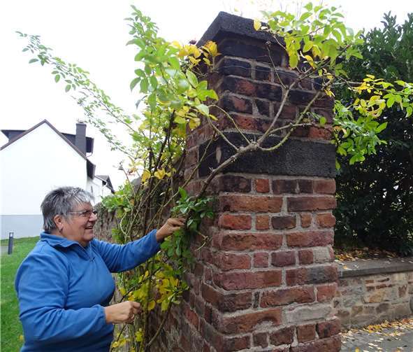 Die Rosen wurden für den Winter vorbereitet.
