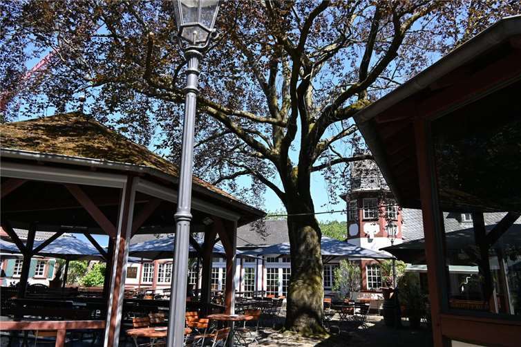 Die Rotbuche im Innenhof des Weindorfes ist von einem Pilz befallen und muss zeitnah gefällt werden. Fotos: Stadt Koblenz / Verena Groß