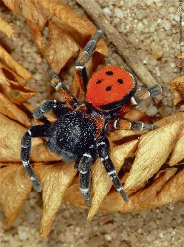 Die Rote Röhrenspinne. Foto: Fritz Geller-Grimm / CC BY-SA