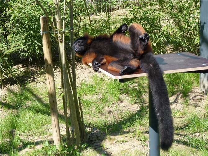 Die Roten Varis lassen sich gerne mit ausgebreiteten Armen den Bauch wärmen.
