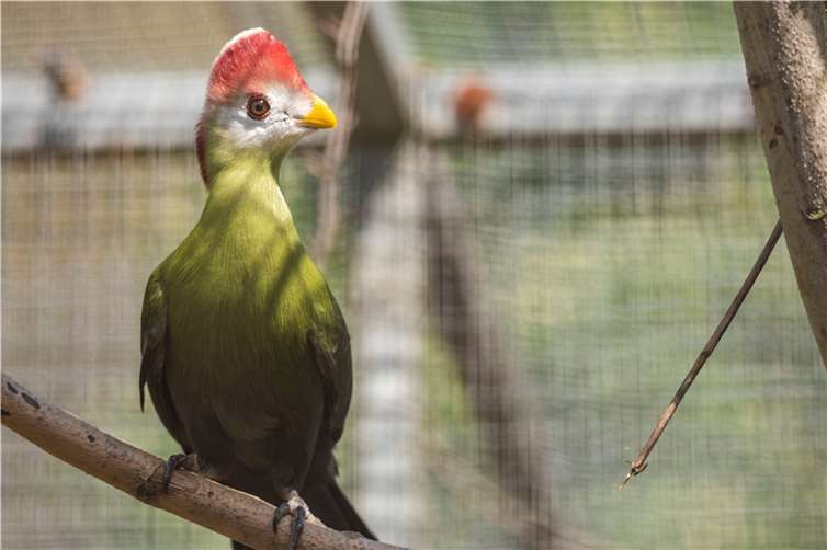 Die Rothaubenturakos sind besonders farbenfrohe Vögel. 