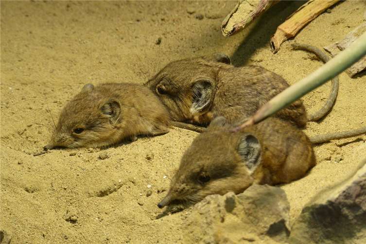 Die Rüsselspringer im Zoo Neuwied. Fotos: privat