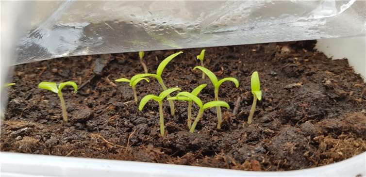 Die Saat geht auf: Nachdem die Saatgutbibliothek bereits Ende März in der Stadtbibliothek eröffnet wurde, erreichen die Bibliothek erste Fotos von kleinen Pflänzchen, die aus dem Samen erwachsen. Quelle:Stadt Koblenz