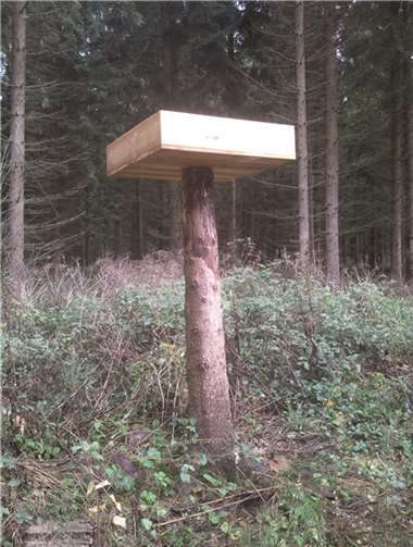 Die Saatkiste ist mit tausenden Bucheckern gefüllt.privat
