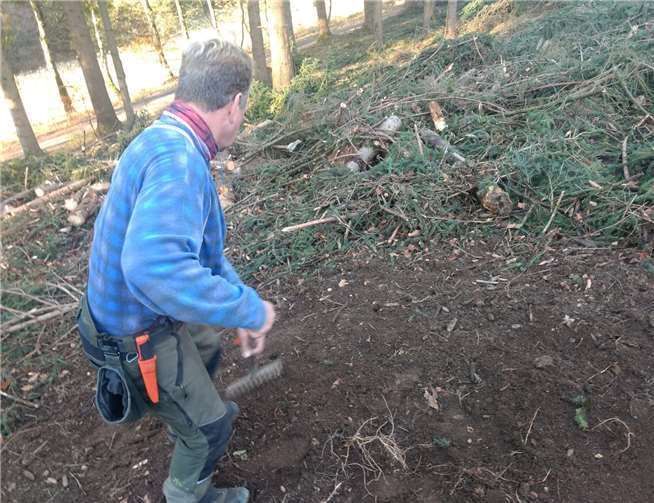 Die Samen von Waldbäumen wurden in den Waldböden eingearbeitet. Foto:Joachim Kuchinke