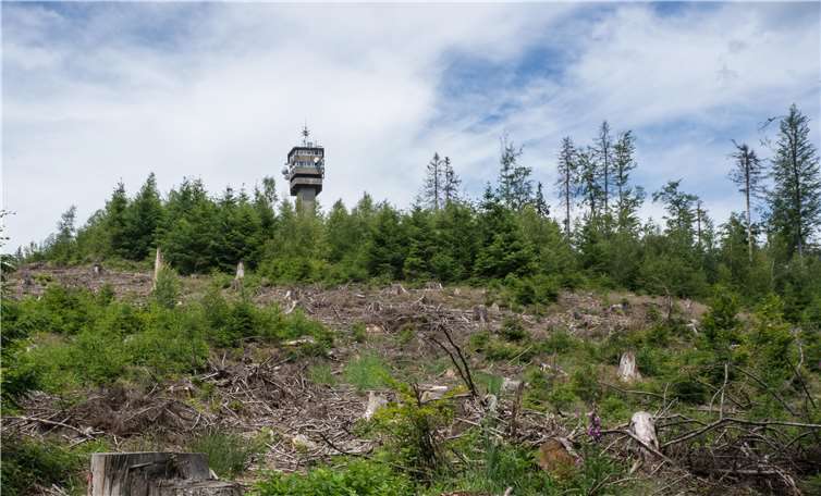 Die Schäden, die der Wald in den letzten zwei Jahren erlitten hat, wurden den Wanderern deutlich vor Augen geführt. Fotos: privat
