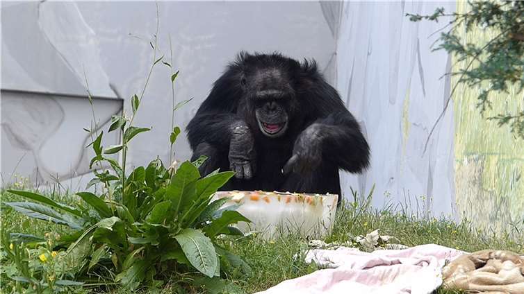 Die Schimpansen bekommen als Snack an Sommertagen manchmal Eisbomben mit Obst oder Gemüse.  Fotos: Alexandra Japes