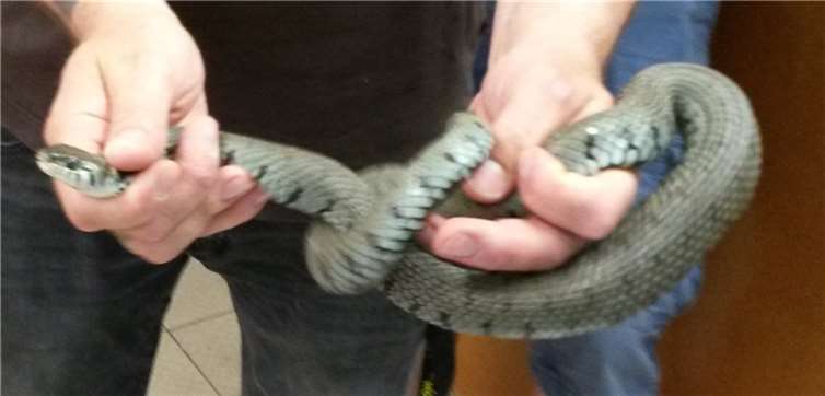 Die "Schlange" entpuppte sich als ungefährliche Blindschleiche. Foto: Polizei Koblenz