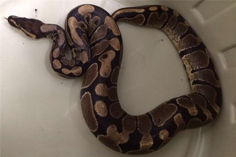 Die Schlange versetzte dem Finder einen großen Schreck.