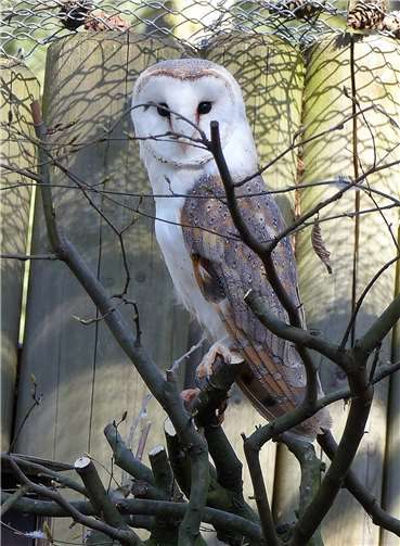 Die Schleiereule. Fotos: Zoo Neuwied