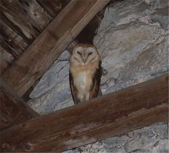Die Schleiereule ist immer noch auf dem Rückzug. Nistmöglichkeiten geben ihr die Möglichkeit, zu bleiben - und dem Landwirt einen begabten Mäusefänger. Foto: privat