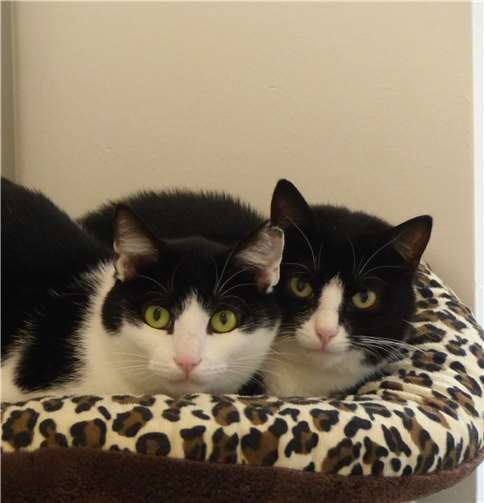 Die Schmusetiger Galgo und Hera freuen sich auf ein neues Zuhause. privat