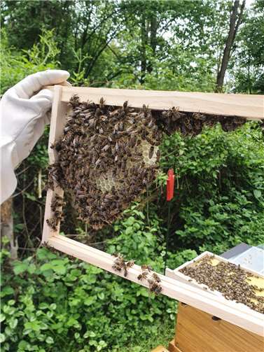 Die Schule besitzt zwei Bienenvölker. Fotos: PSD Bank Koblenz