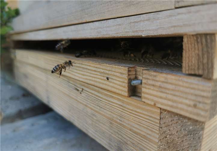 Die Schulimkerei spielt in vielen Fächern eine Rolle. Foto: privat