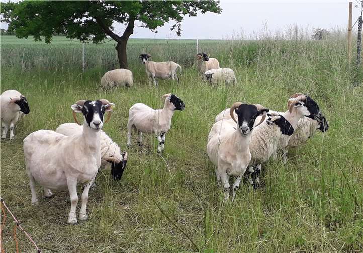 Die „Scottish Blackface“ in den Streuobstwiesen.Foto: privat