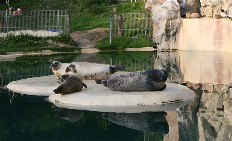 Die Seehunde sind bei den Besucherinnen und Besuchern sehr beliebt. Fotos: Zoo Neuwied