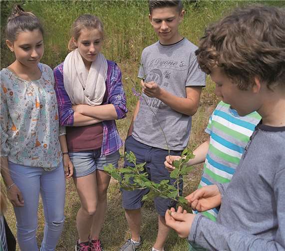 Die Siebtklässler der Konrad-Adenauer-Schule Treis-Karden siegten mit ihren Kenntnissen über Baumarten, Wildtiere und die Aufgaben der Forstwirtschaft.