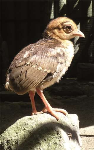 Die Silberfasanküken sind geschlüpft.privat