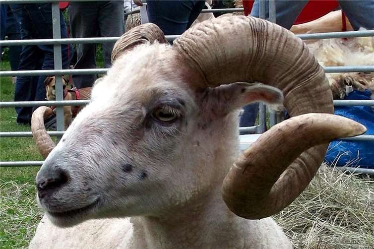 Die Skudde-Schafe gehören einer der ältesten Hausschafrassen an.Beispielbild: BWiesem@Wikimedia commons