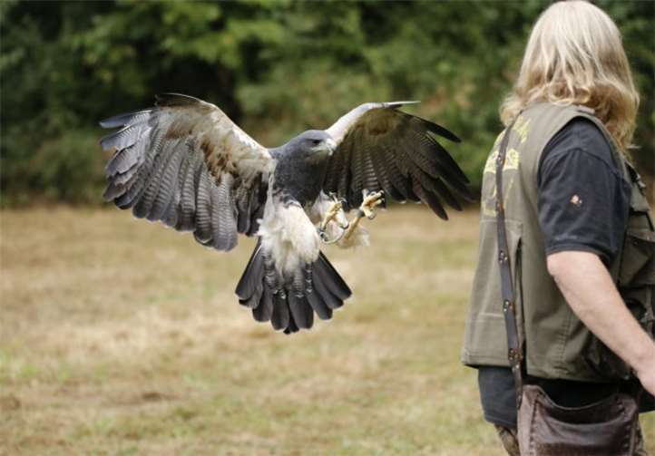 Die Skyhunter kommen ebenfalls mit ihren Falken zu Besuch. Foto: skyhunters