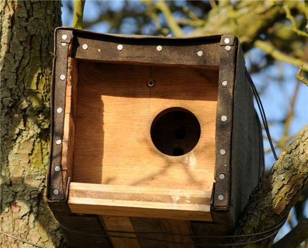 Die Spezialkästen von Steinkäuzen und Schleiereulen benötigen Pflege. Foto: Marcel Weidenfeller