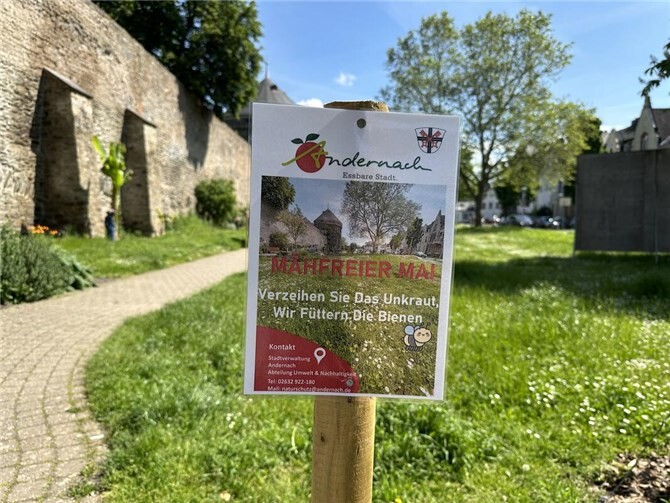Die Stadt Andernach beteiligt sich auch in diesem Jahr an der bundesweiten Aktion „Mähfreier Mai“ und setzt damit ein weiteres Zeichen für eine nachhaltige und naturnahe Stadtentwicklung.Foto: Stadtverwaltung Andernach / Regina Unruh