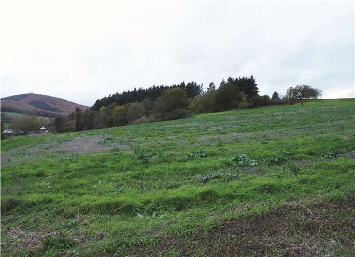 Die Stadt Mendig plant, in Obermendig (Verlängerung Eichenweg) insgesamt 27 Grundstücke für Ein- und Zweifamilienhäuser zu erschließen. Foto: FRE