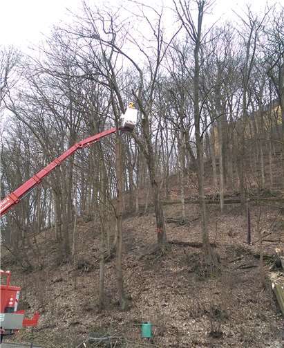 Die Stadt Montabaur lässt regelmäßig Baumpflegearbeiten durchführen. Am 24. November wird am Schlossberg Totholz entfernt. Stadt Montabaur