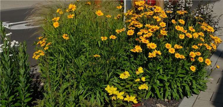 Die Stadt Neuwied will Artenvielfalt erhalten und fördern. Daher legt sie gemeinsam mit Bürgern in Kürze ein weiteres großes Bienenbeet an.Foto: Stadt Neuwied