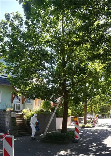 Die Stadtverwaltung hat umgehend Bekämpfungsmaßnahmen gegen die Schädlinge angeordnet. Foto: privat