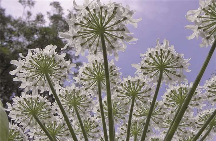 Die Stadtverwaltung warnt vor dem Riesenbärenklau.privat