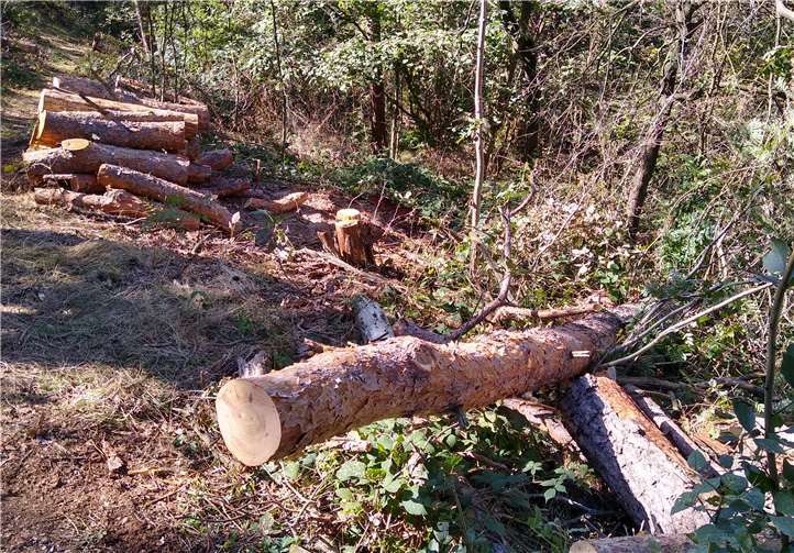 Die Stämme müssen nun noch aus dem Wald gezogen werden.Foto: privat