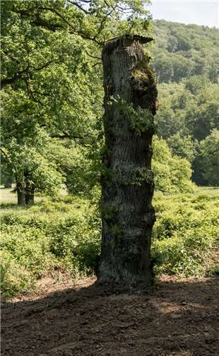 Die „Stehendlagerung“ ist die einzige Methode, Biotopbäume noch einige Jahre zu erhalten.