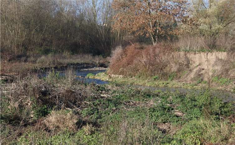 Die Steilwände sind ideal für Höhlenbrüter. Foto: wite