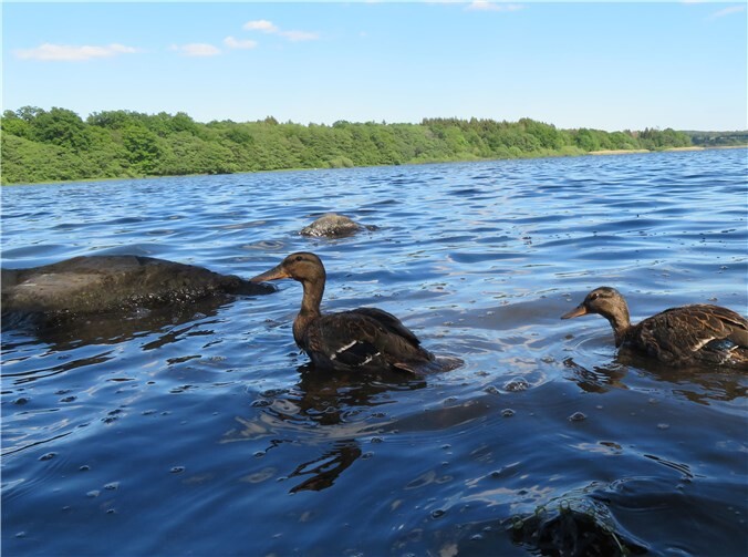 Die Stockenten fühlten sich auf dem See bald pudelwohl. Fotos: Roger Best