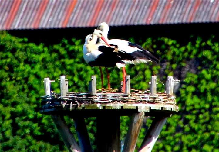 Die Störche sind angekommen in den Thürer Wiesen.Foto: Dietmar Groß