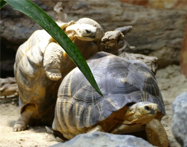 Neue Bewohner im Neuwieder Exotarium Die Strahlenschildkröte gehört zu den bedrohtesten Schildkrötenarten der Welt.