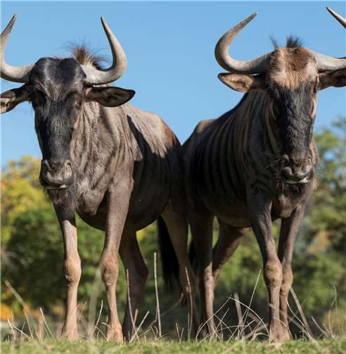 Die Streifengnus auf der Afrikawiese.