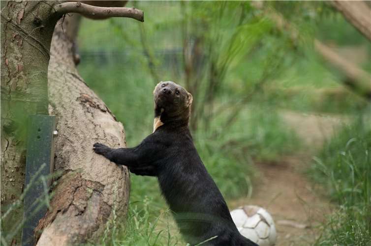 Die Tayra ist eine Marderart aus Südamerika.  Foto: Marcus Propach